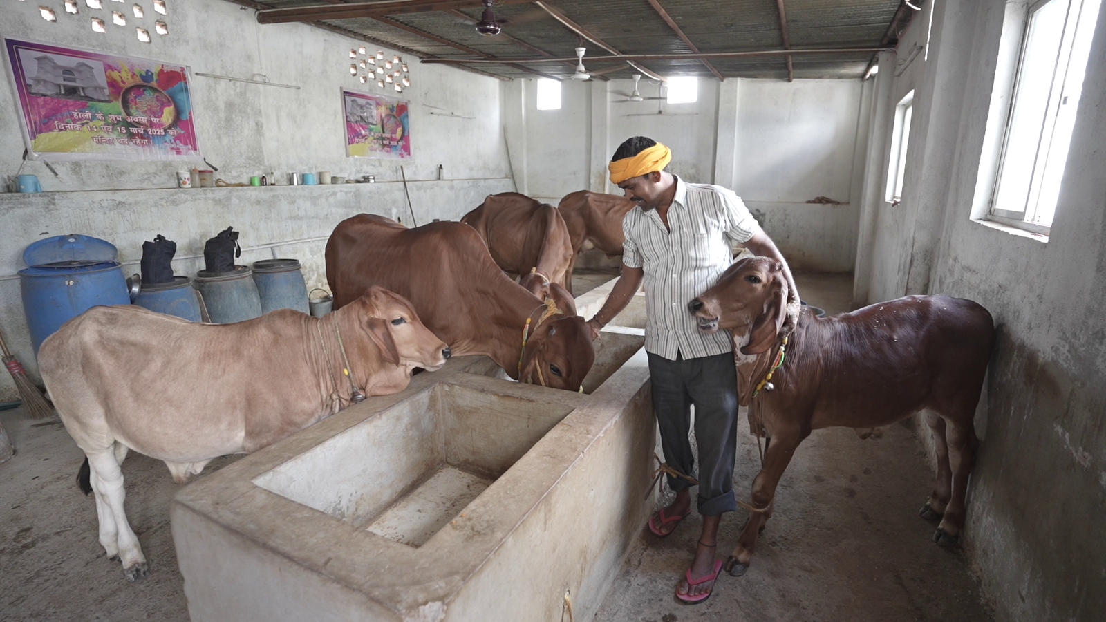 Gau Seva